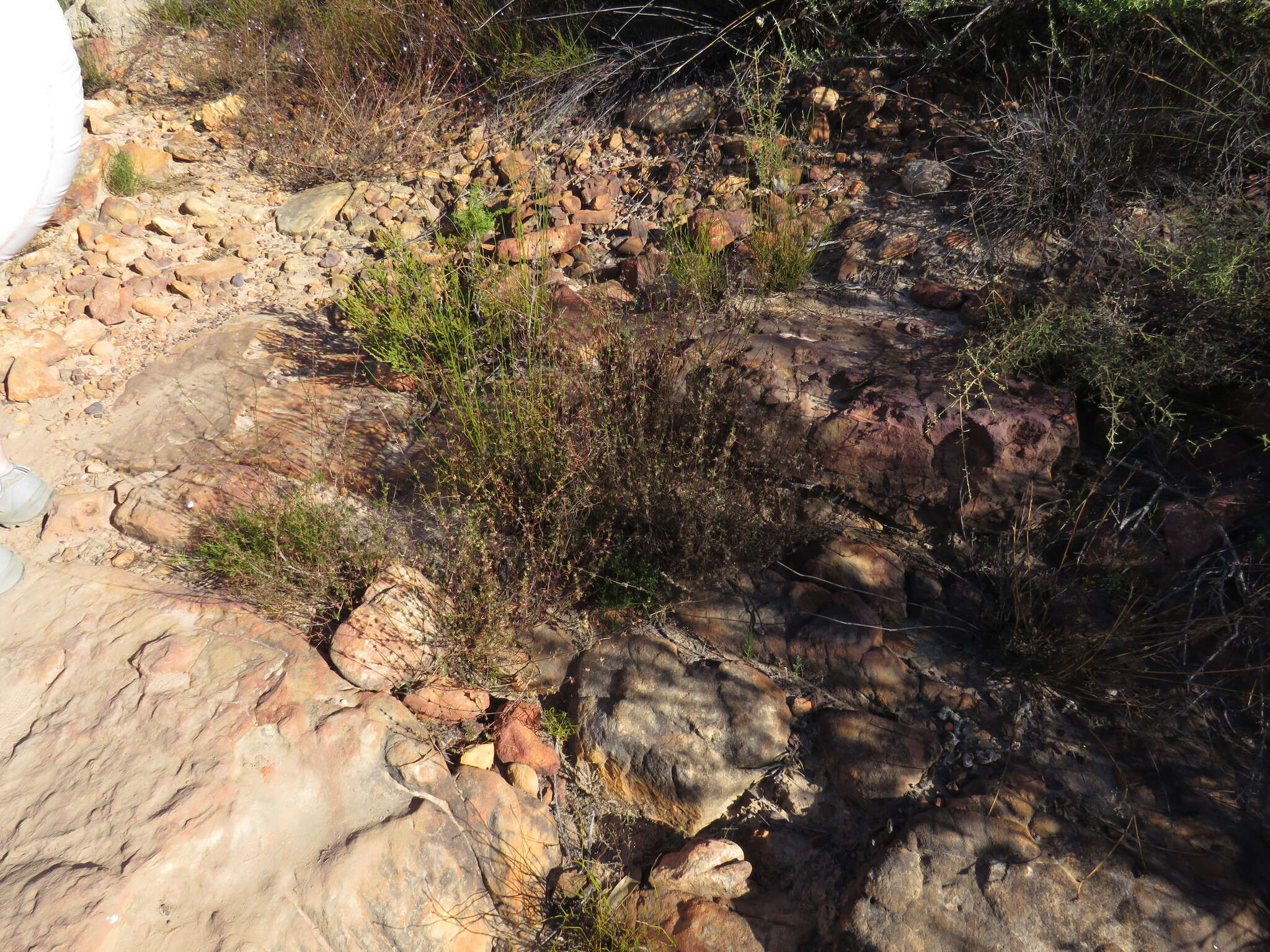 Image of Anthospermum bicorne Puff