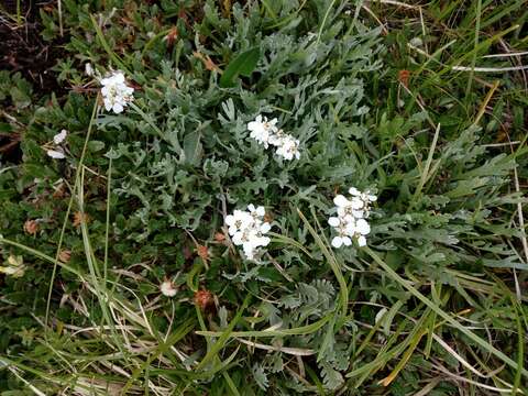 Achillea clavennae L. resmi