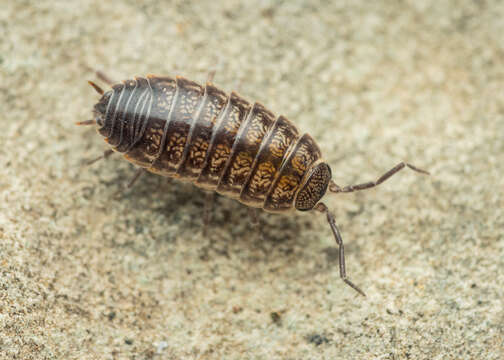 Image of Porcellio gallicus Dollfus 1904