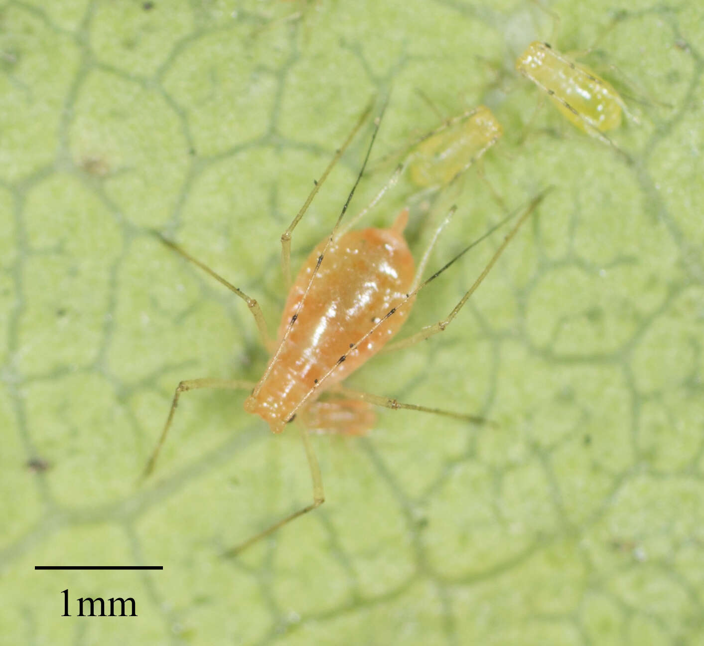 Image of Aphid