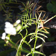 Image de Heliophila diffusa var. flacca (Sond.) Marais