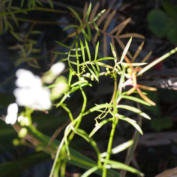 Image de Heliophila diffusa (Thunb.) DC.