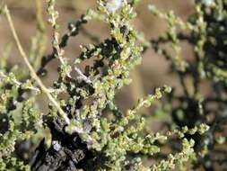 Caroxylon dealatum (Botsch.) Mucina resmi