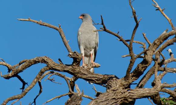 Image of Pale Chanting Goshawk