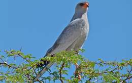 Image of Pale Chanting Goshawk