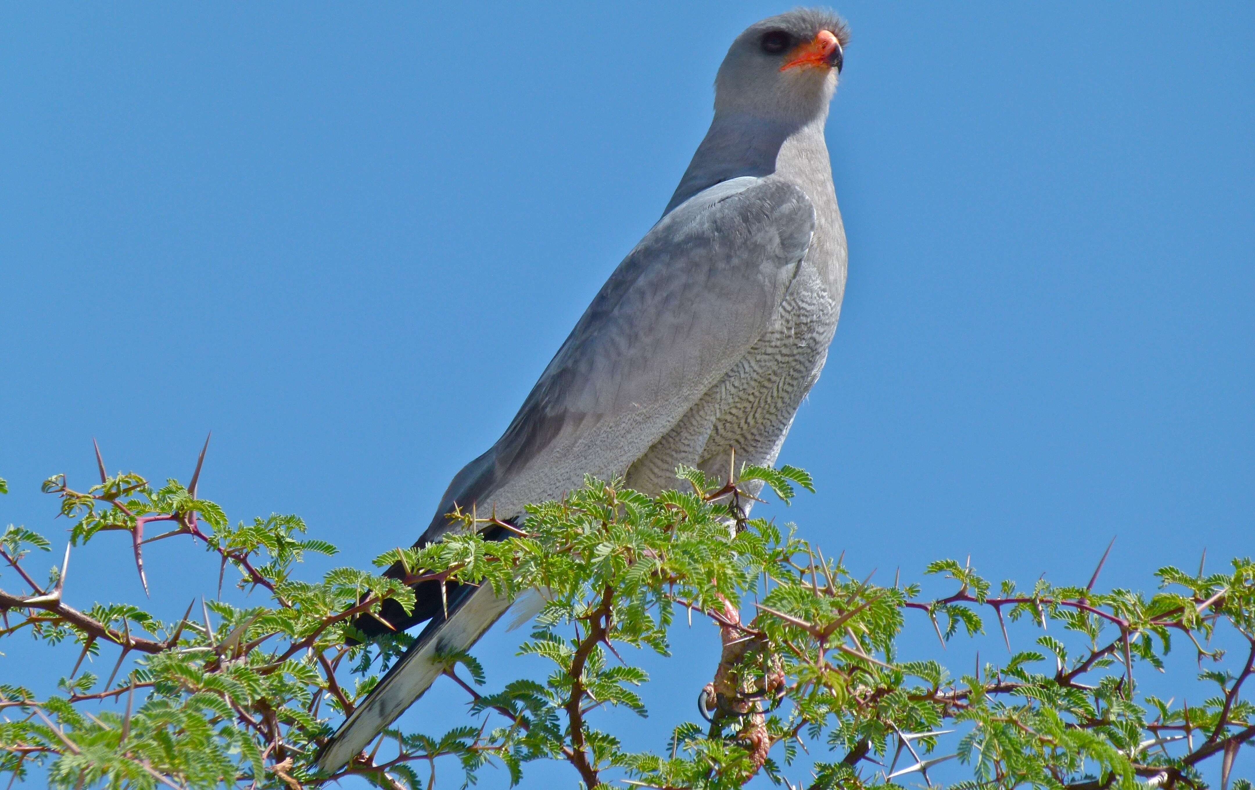 Image of Pale Chanting Goshawk