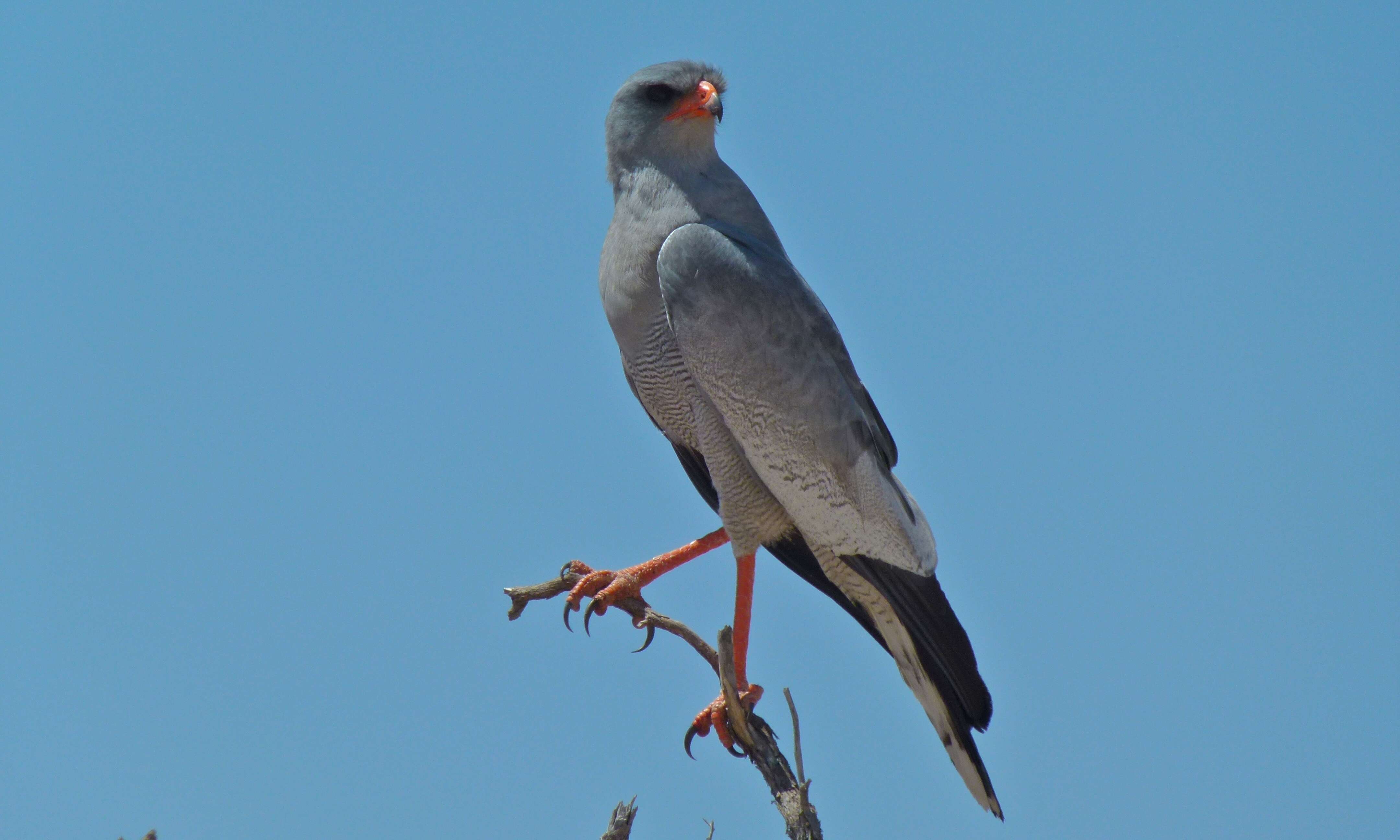 Image of Pale Chanting Goshawk