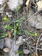 Image of Graceful Buttercup