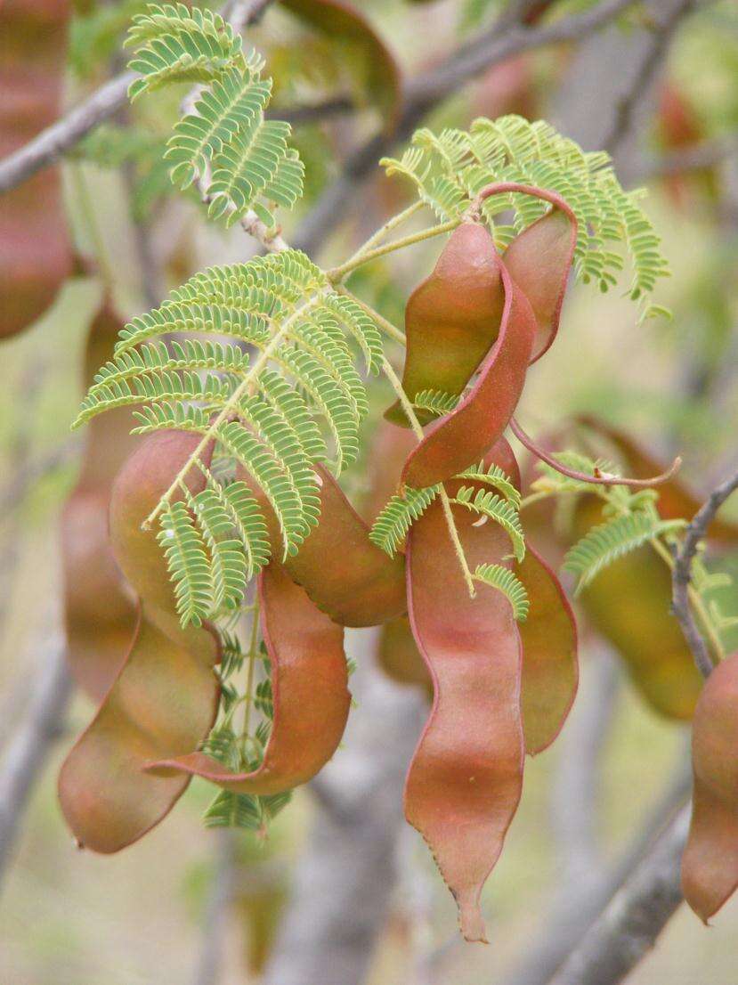 Image of Common albizia