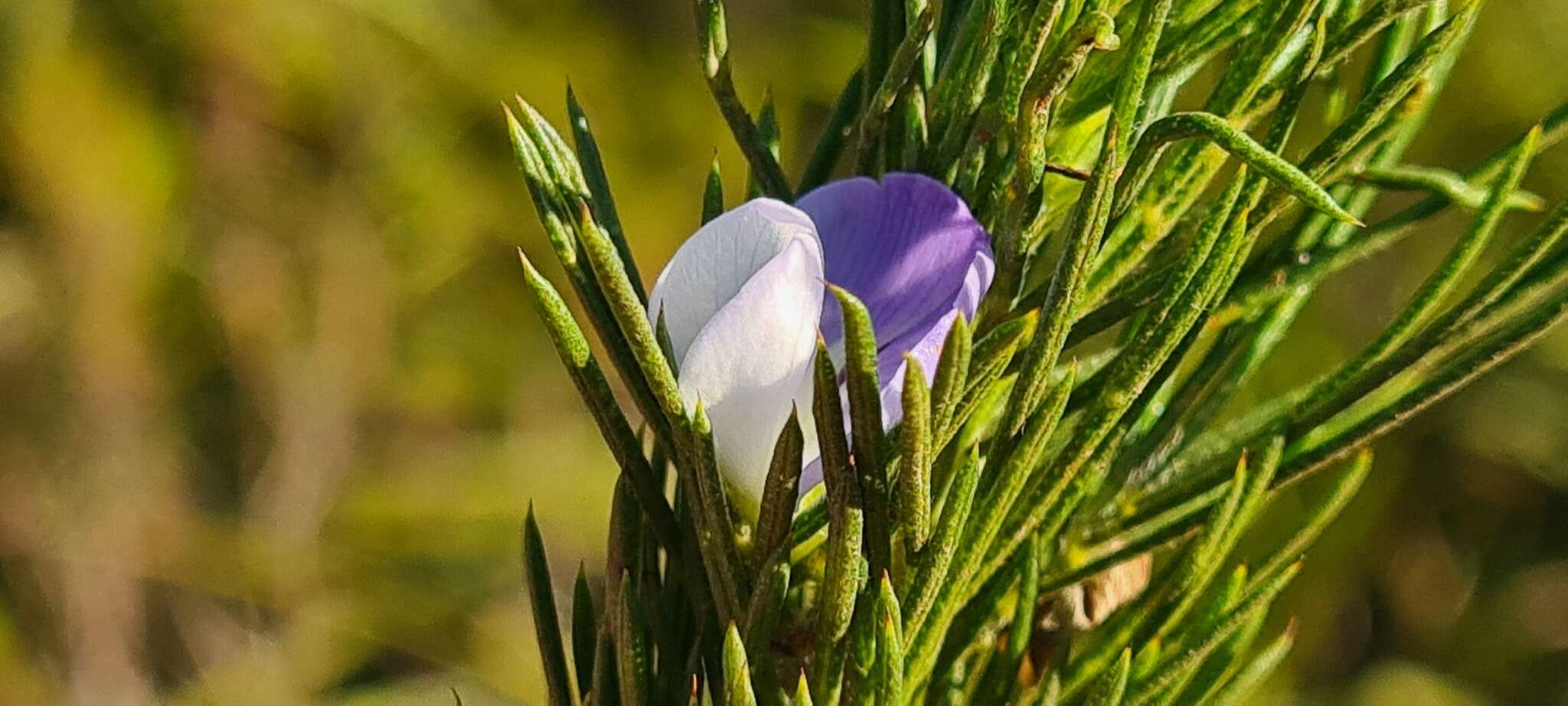 Psoralea ivumba的圖片