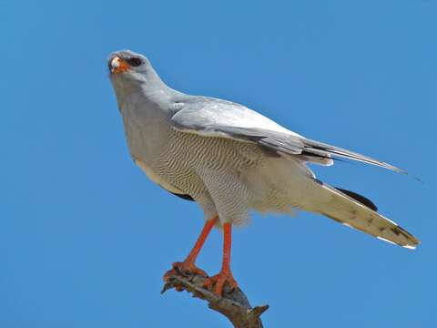 Image of Pale Chanting Goshawk