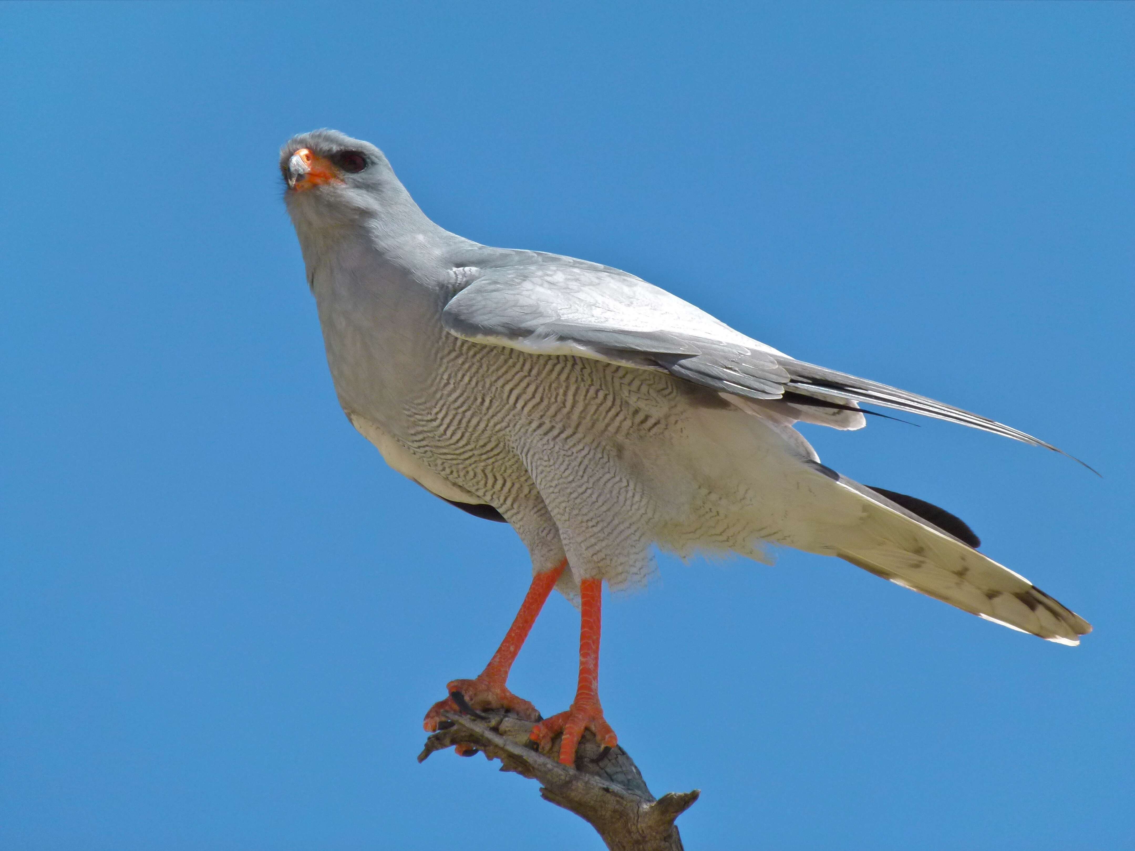 Image of Pale Chanting Goshawk