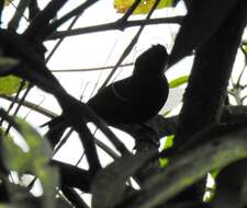 Image of White-shouldered Fire-eye