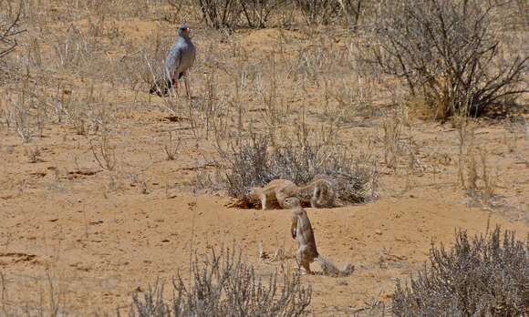 Image of Pale Chanting Goshawk