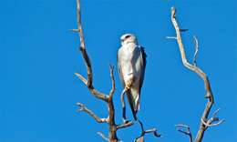 Image of Black-shouldered Kite