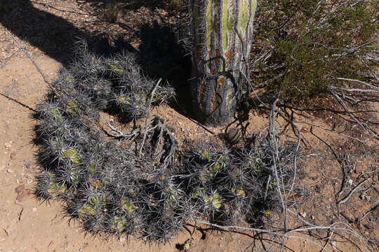 Corynopuntia invicta (Brandegee) F. M. Knuth resmi