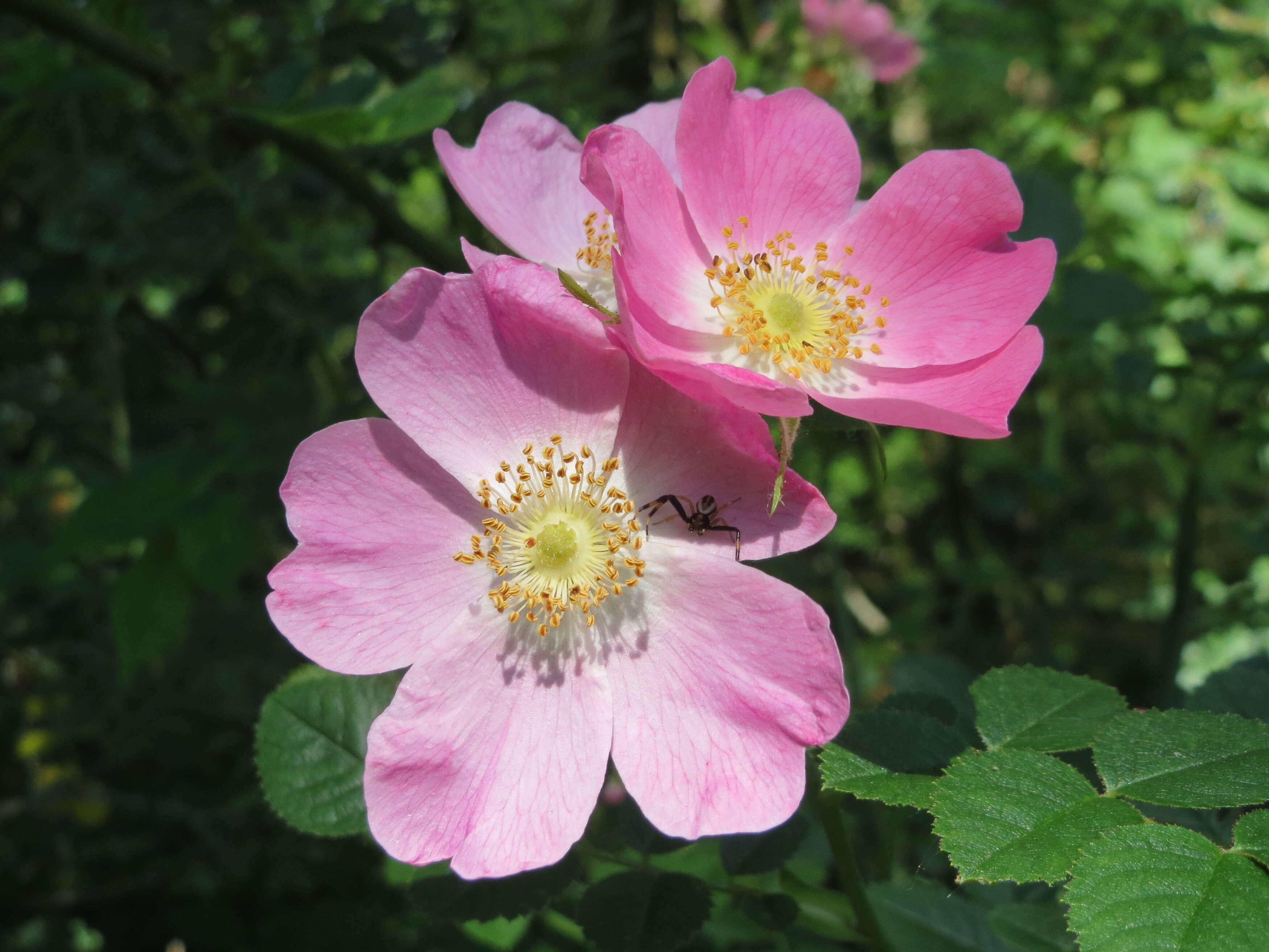 Image of glaucous dog rose