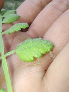 Image of Bursera filicifolia T. S. Brandegee