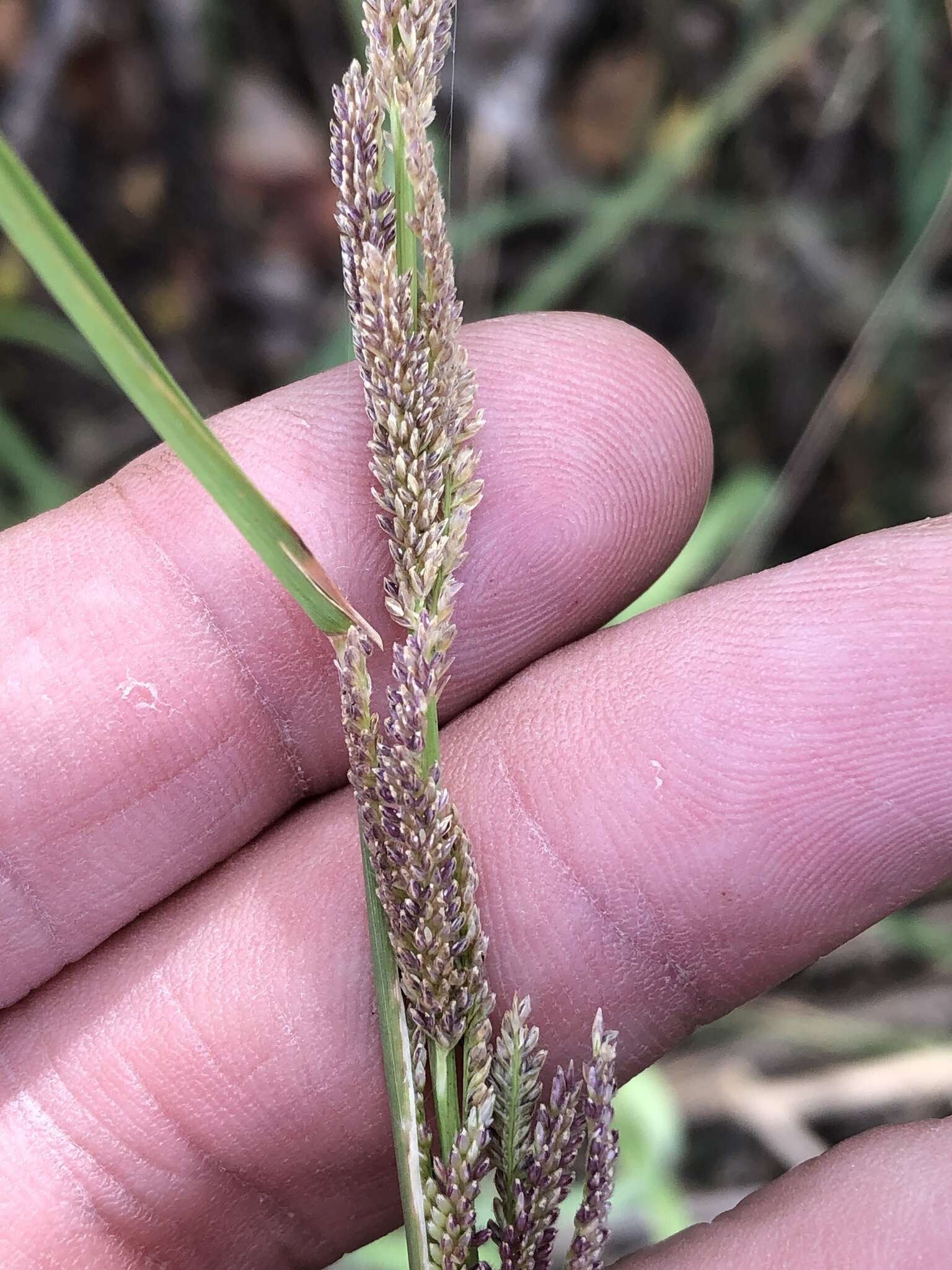 Image of Nealley's Viper Grass