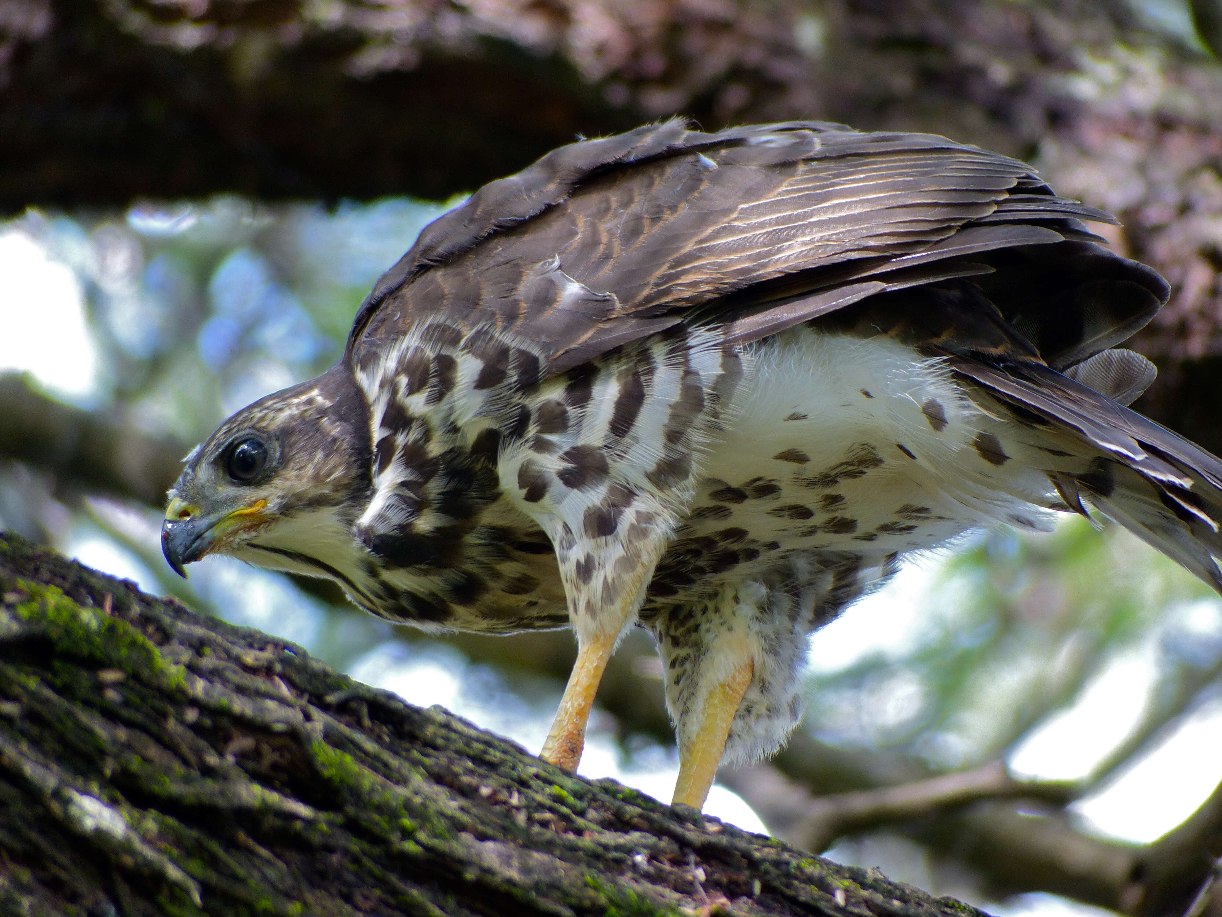 Accipiter tachiro (Daudin 1800)的圖片