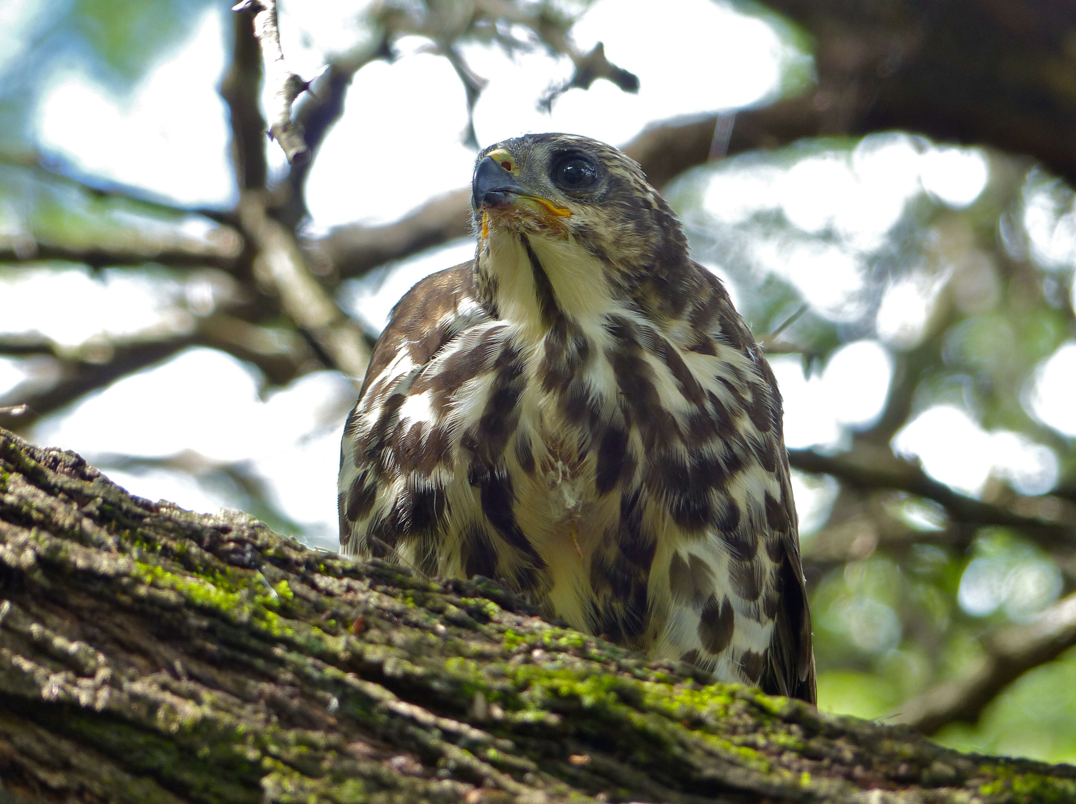 Accipiter tachiro (Daudin 1800)的圖片