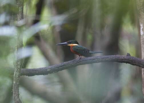 Image of Green-and-rufous Kingfisher