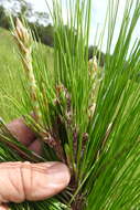 Image of Subtropical Pine Tip Moth