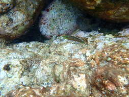 Image of Ornamental wrasse