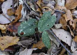 Image of Asarum rigescens var. brachypodion T. Sugaw.