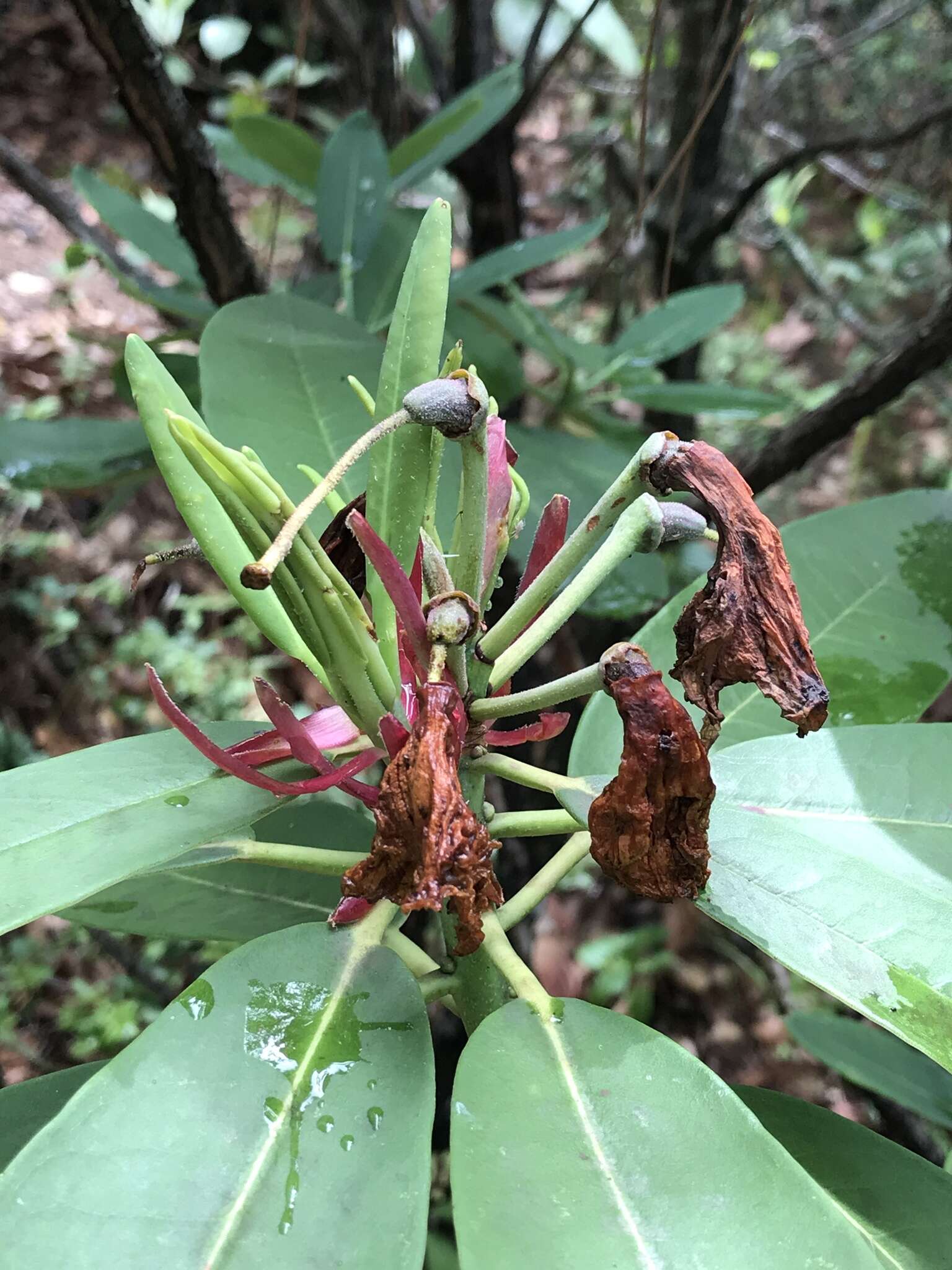 Plancia ëd Rhododendron decorum Franch.