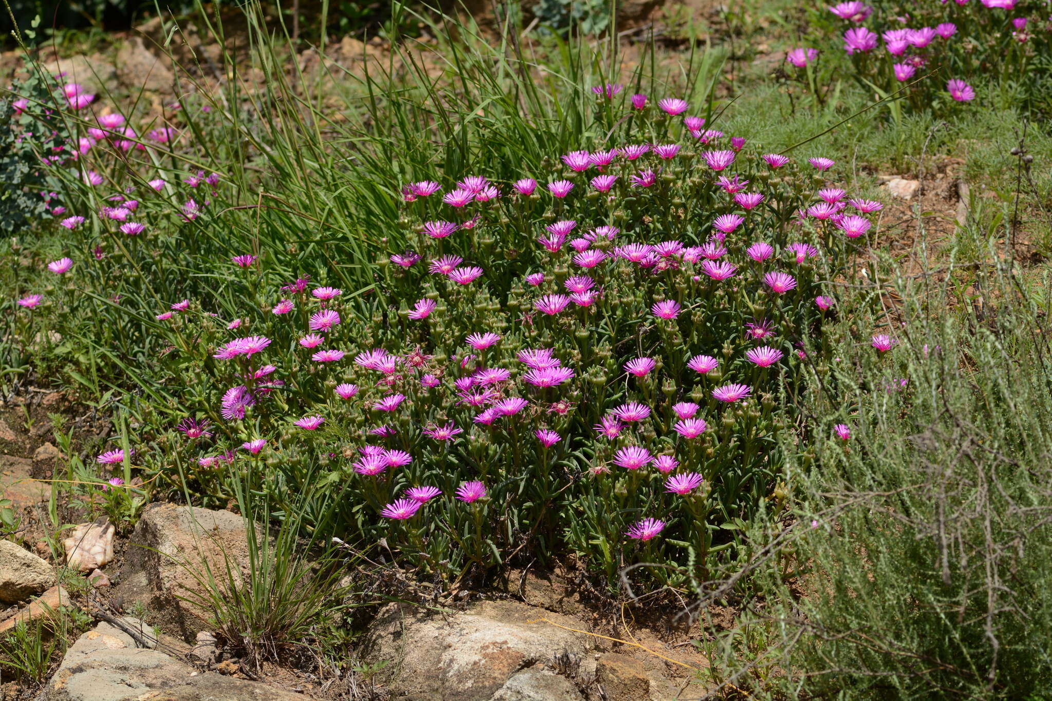 Image of Delosperma cooperi (Hook. fil.) L. Bol.