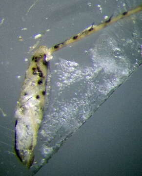 Image of Chlorillus