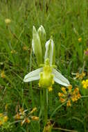 Image of Bee orchid