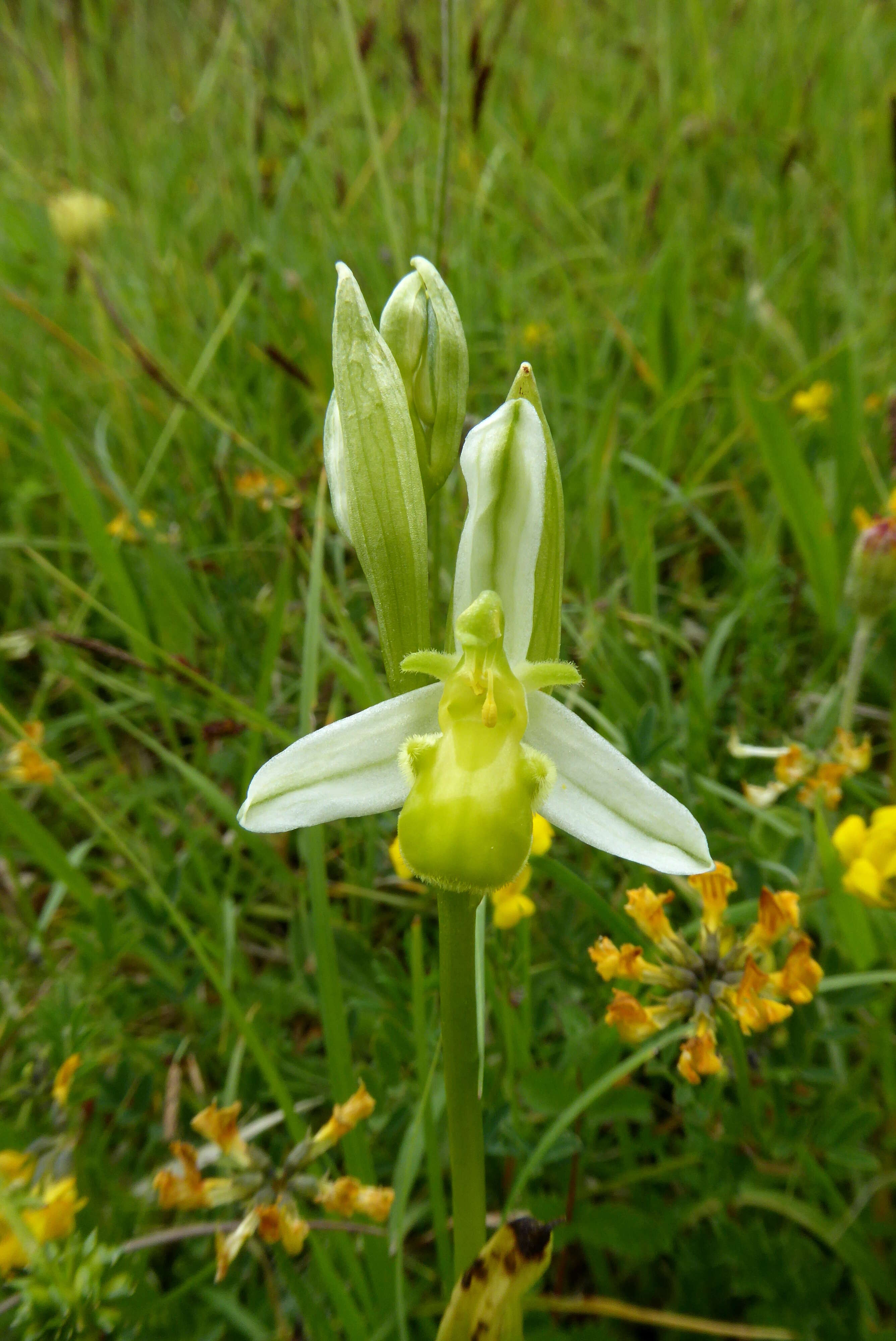 Image of Bee orchid