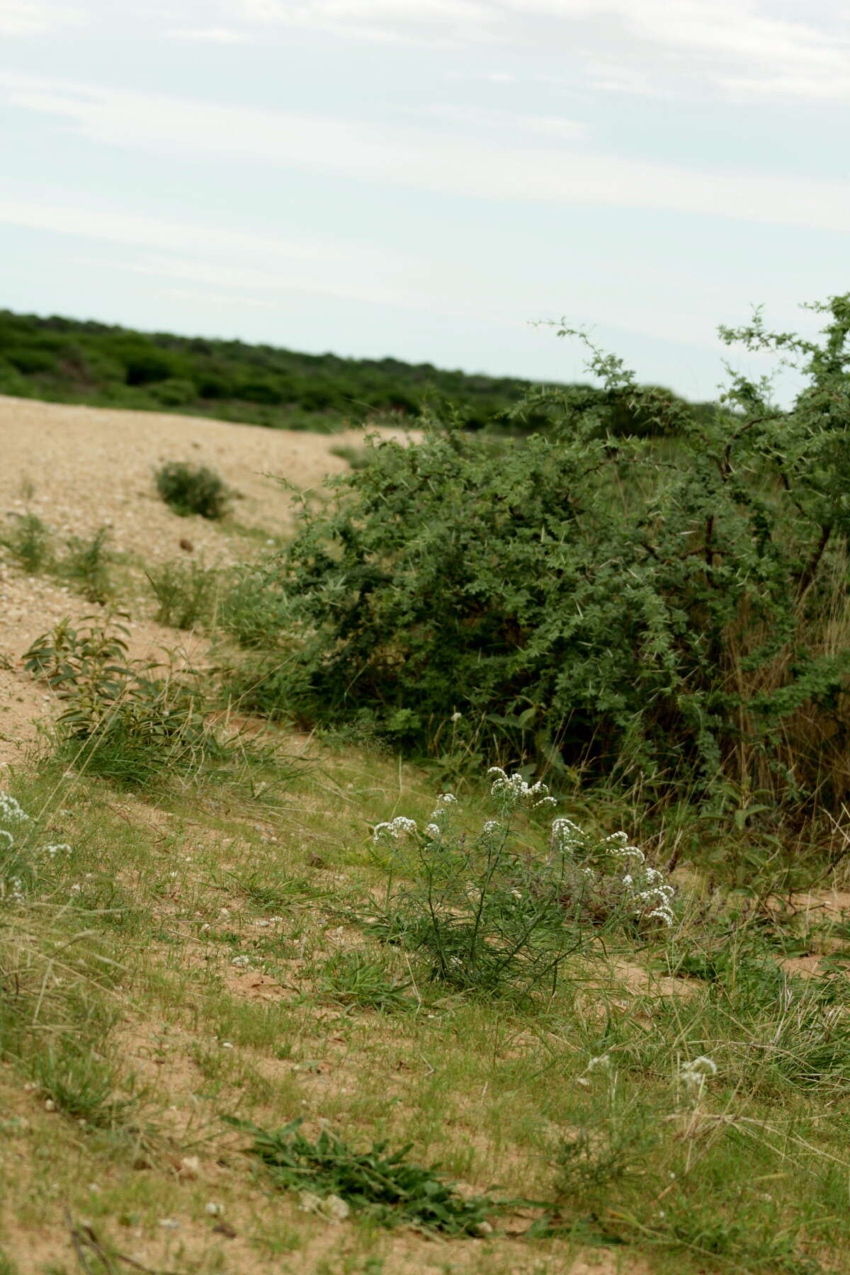 صورة Heliotropium lineare (A. DC.) Gürke