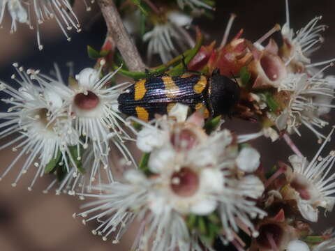 Imagem de Castiarina inconspicua (Saunders 1868)