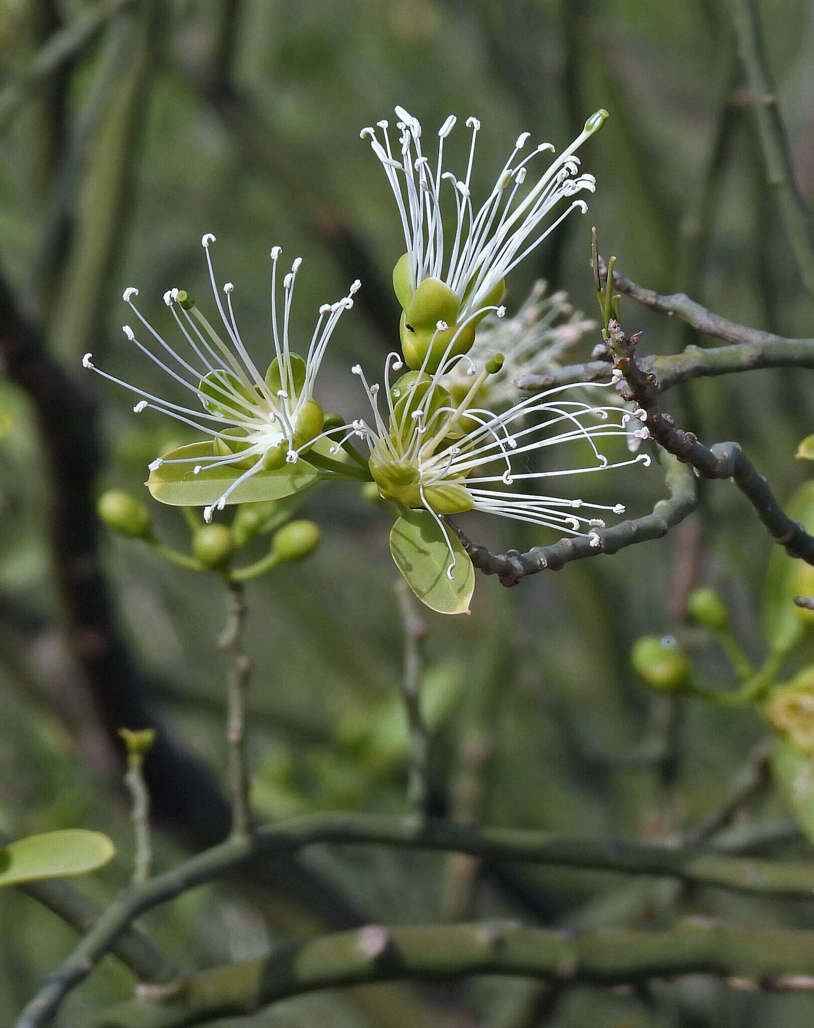 Image of Anisocapparis speciosa (Griseb.) Cornejo & Iltis