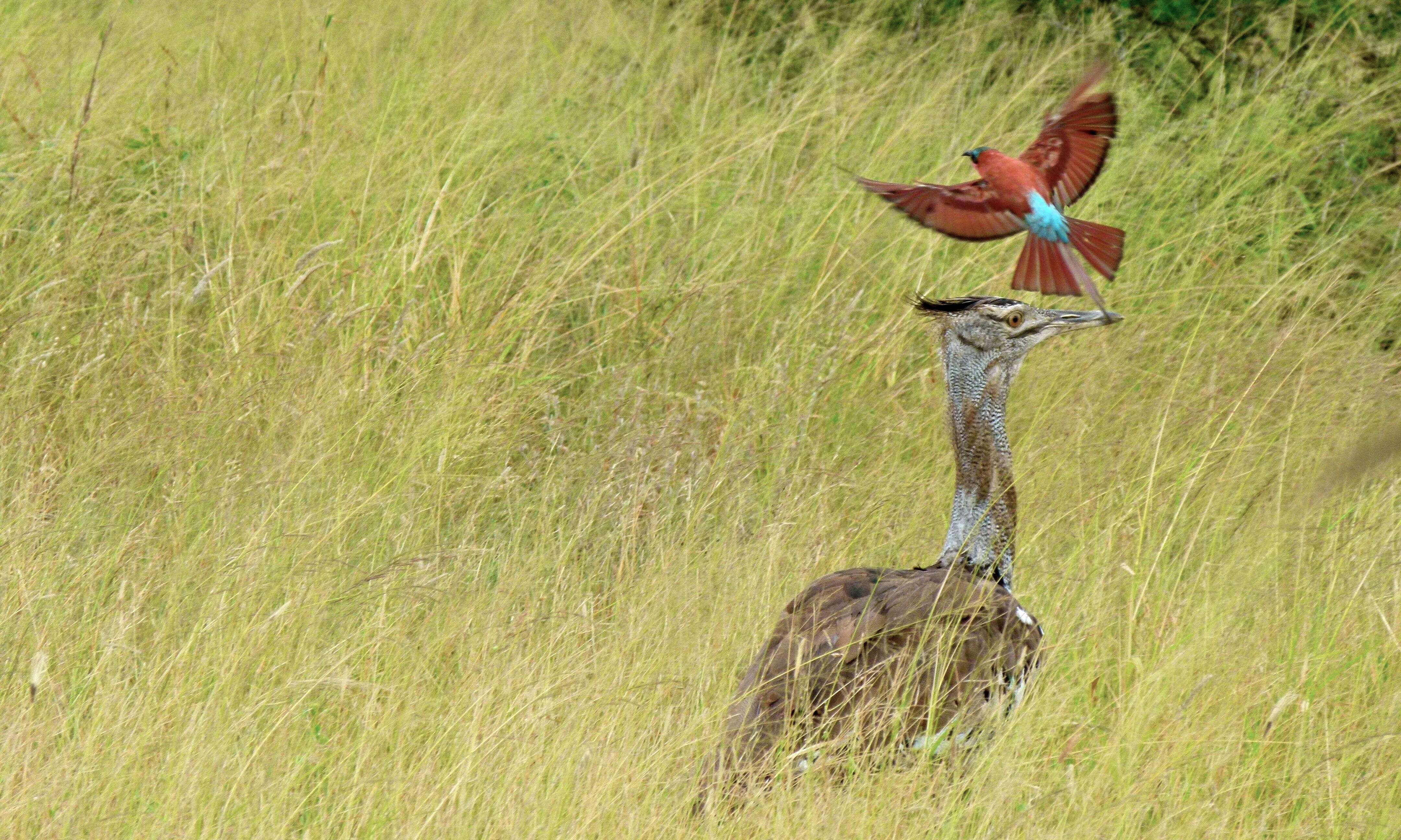 Image of Kori Bustard