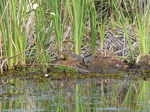 Image of Yacare caiman