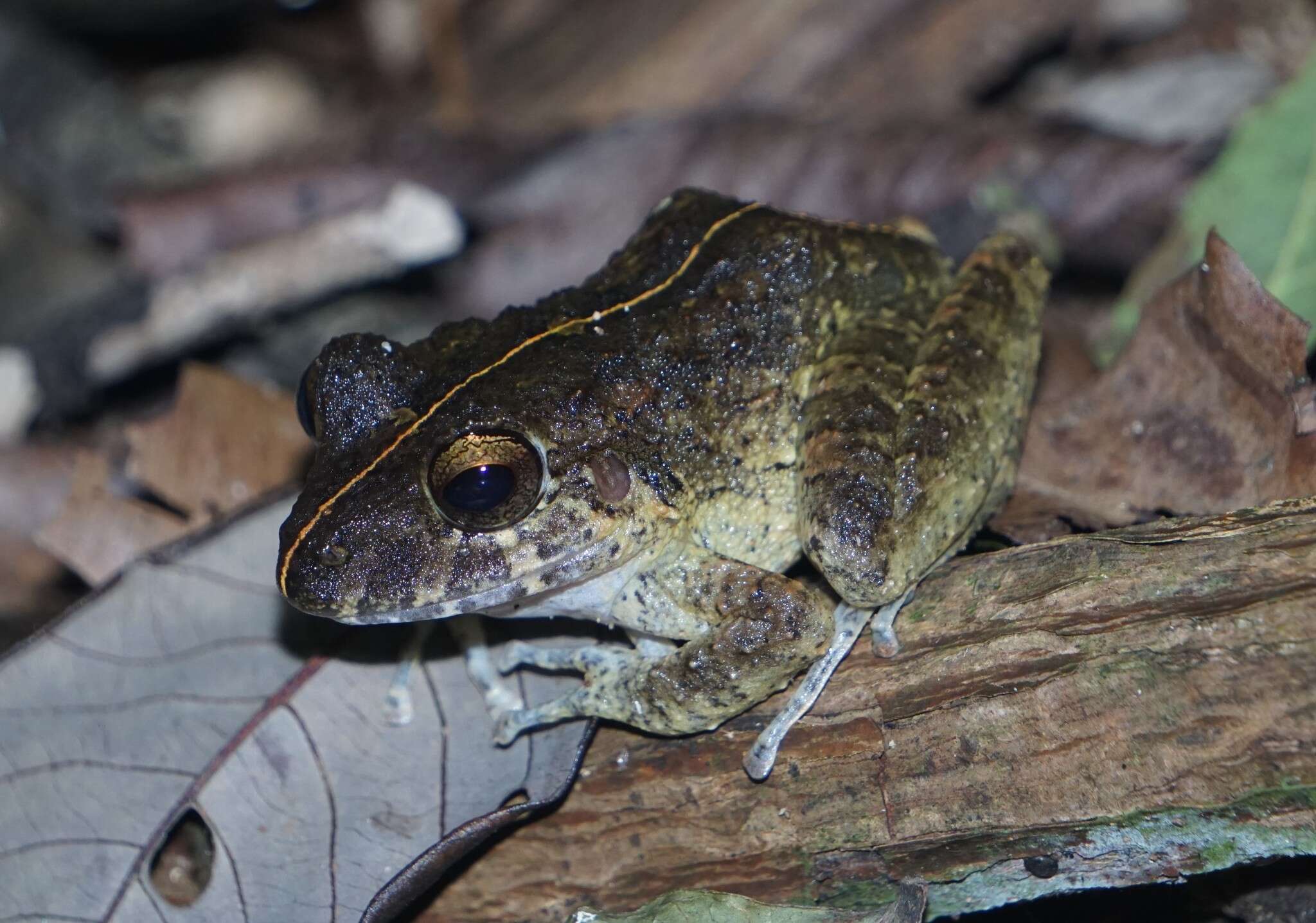 Image of Craugastor aurilegulus (Savage, McCranie & Wilson 1988)