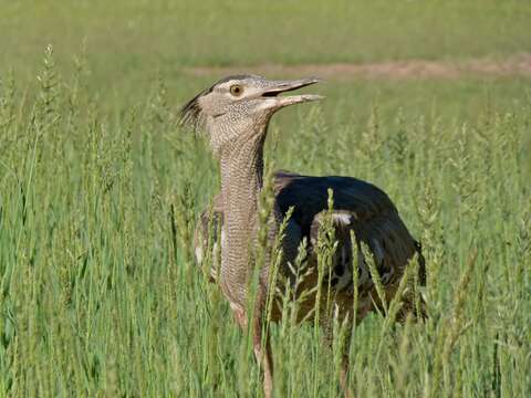 Image of Kori Bustard