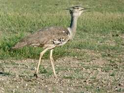 Image of Kori Bustard