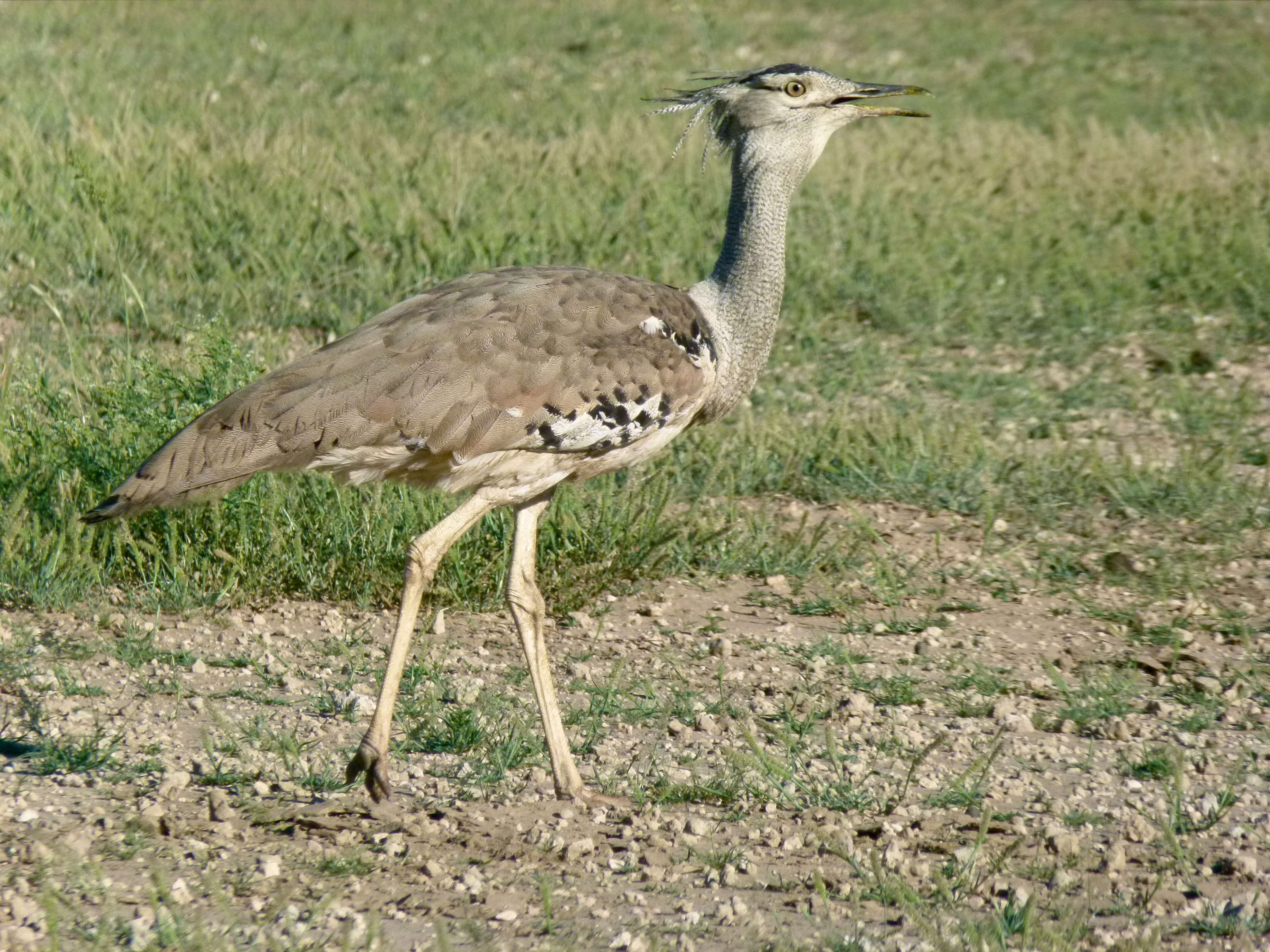 Image of Kori Bustard