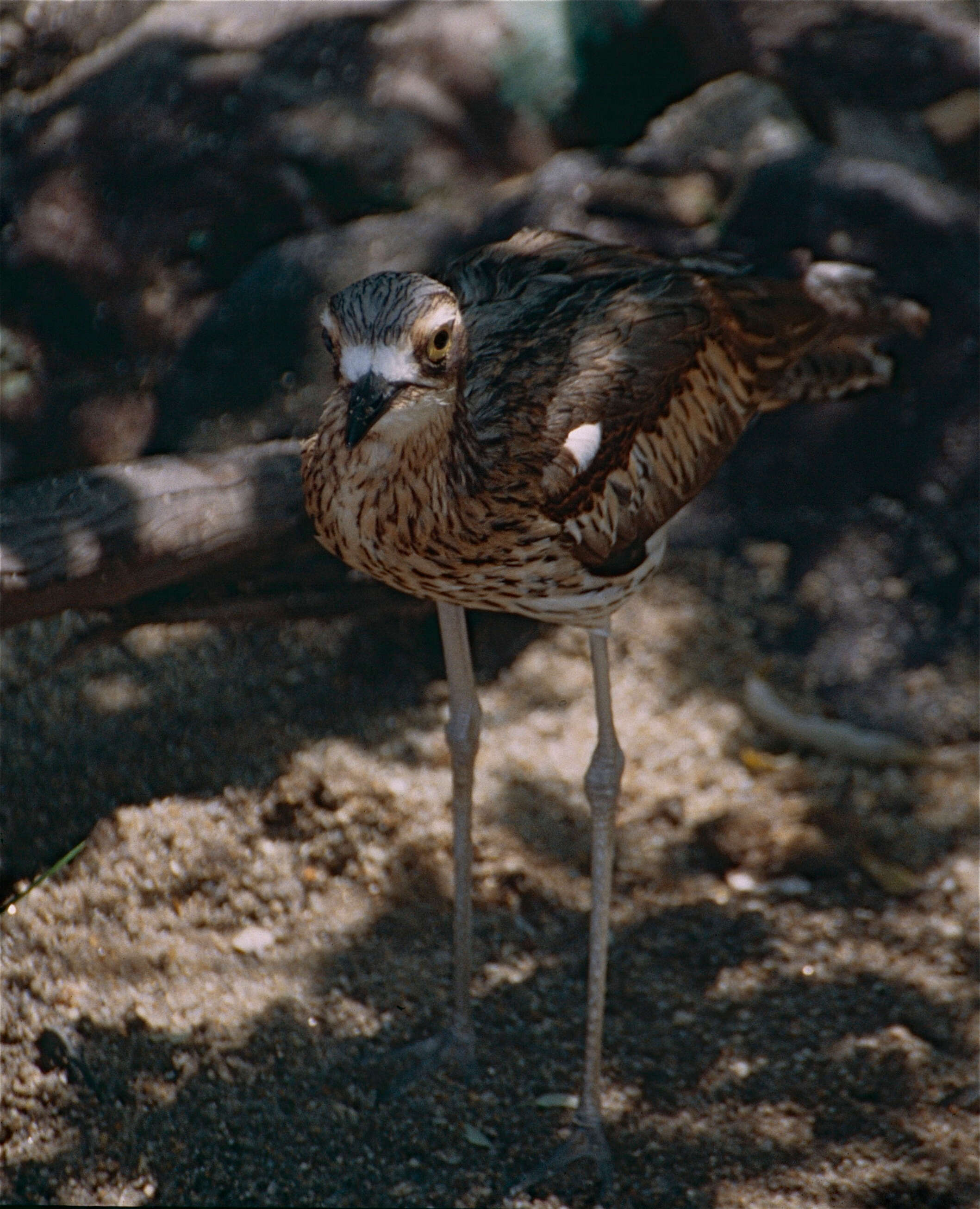 Image of Bush Stone-curlew