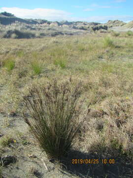 Image of Juncus kraussii Hochst.