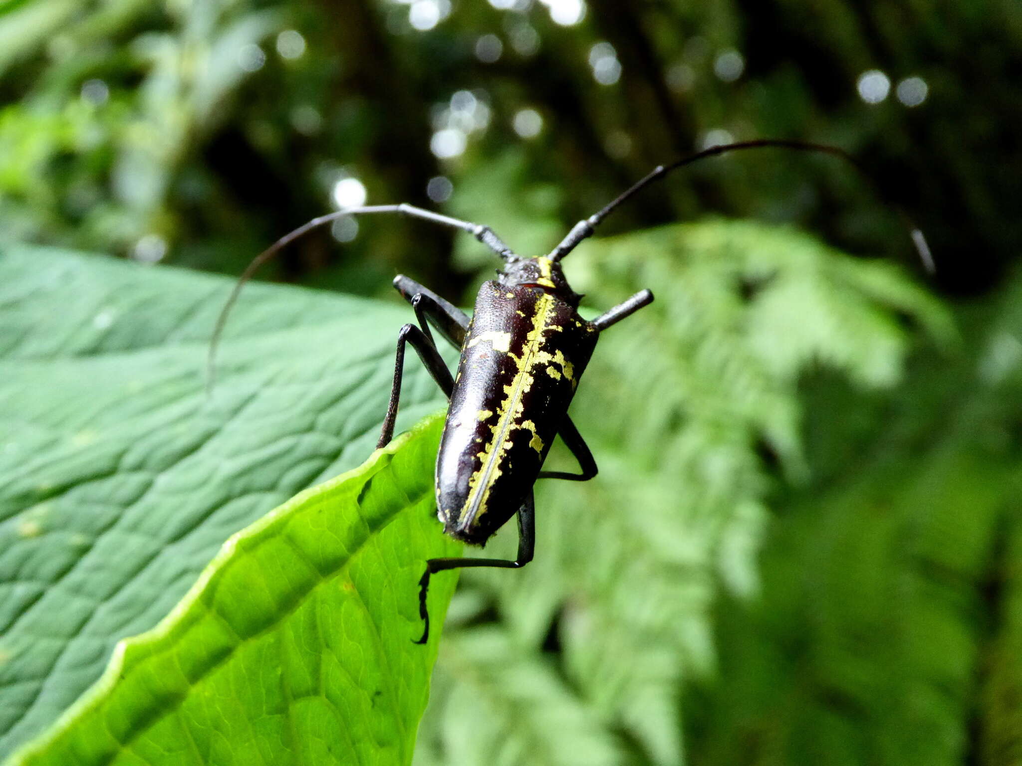 Слика од Taeniotes praeclarus Bates 1872