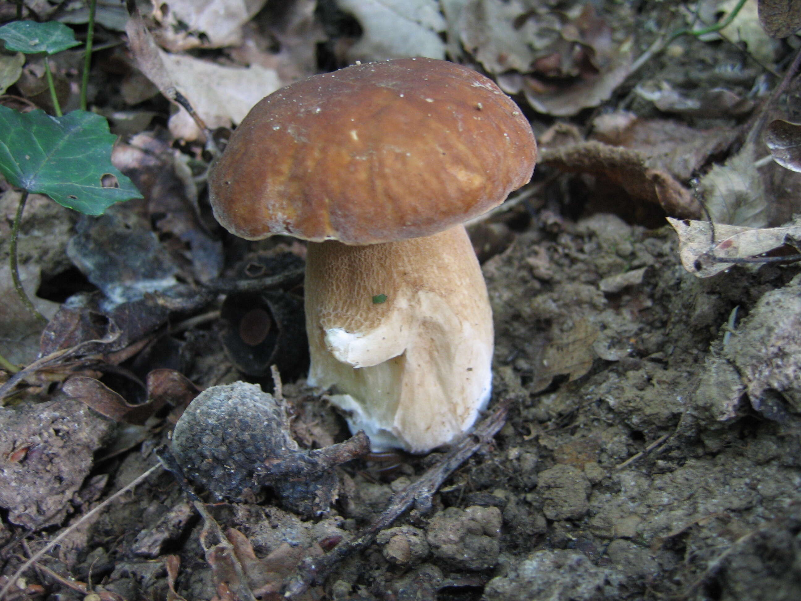 Imagem de Boletus reticulatus Schaeff. 1774