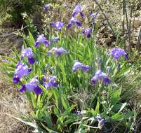 Plancia ëd Iris germanica L.