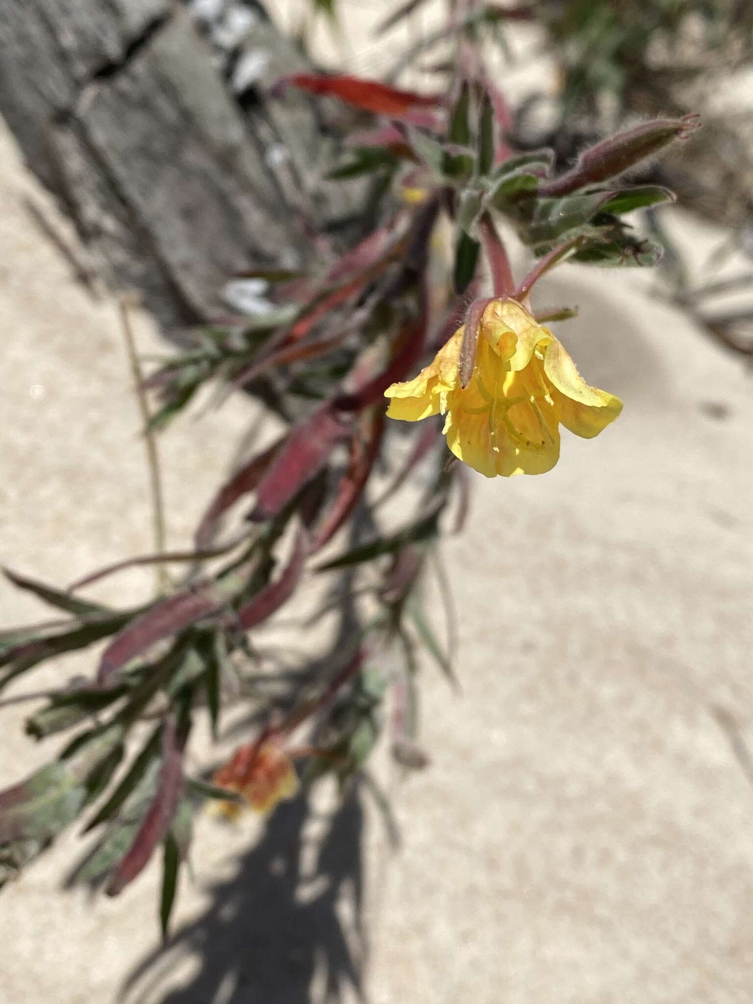 Image of Argentine evening primrose