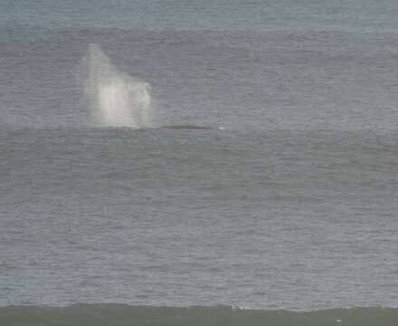 Image of gray whales